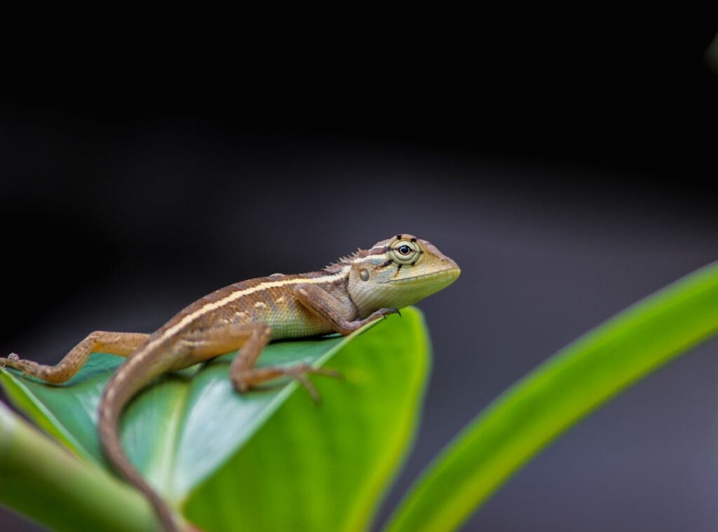 Thai Lizard - Tuk Ke 